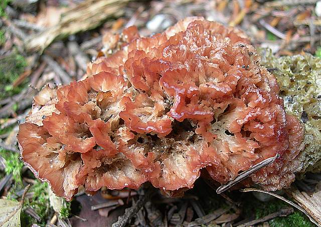 I  Funghi della collina pianeggiante